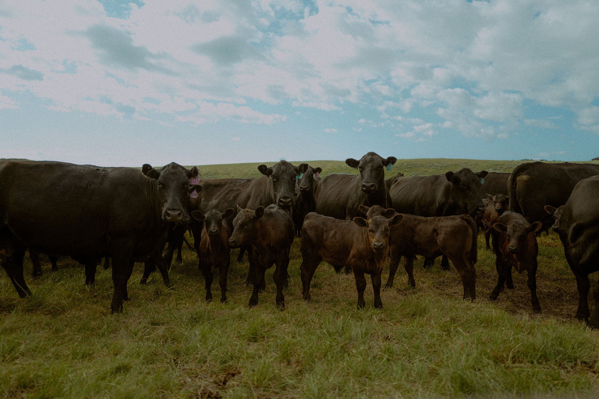 Can Wagyu Be Grass Finished? We Tested It.