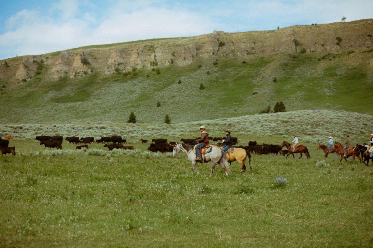 American Wagyu Beef 100% Grass-Fed & Grass-Finished - 4 Diamond Ranch